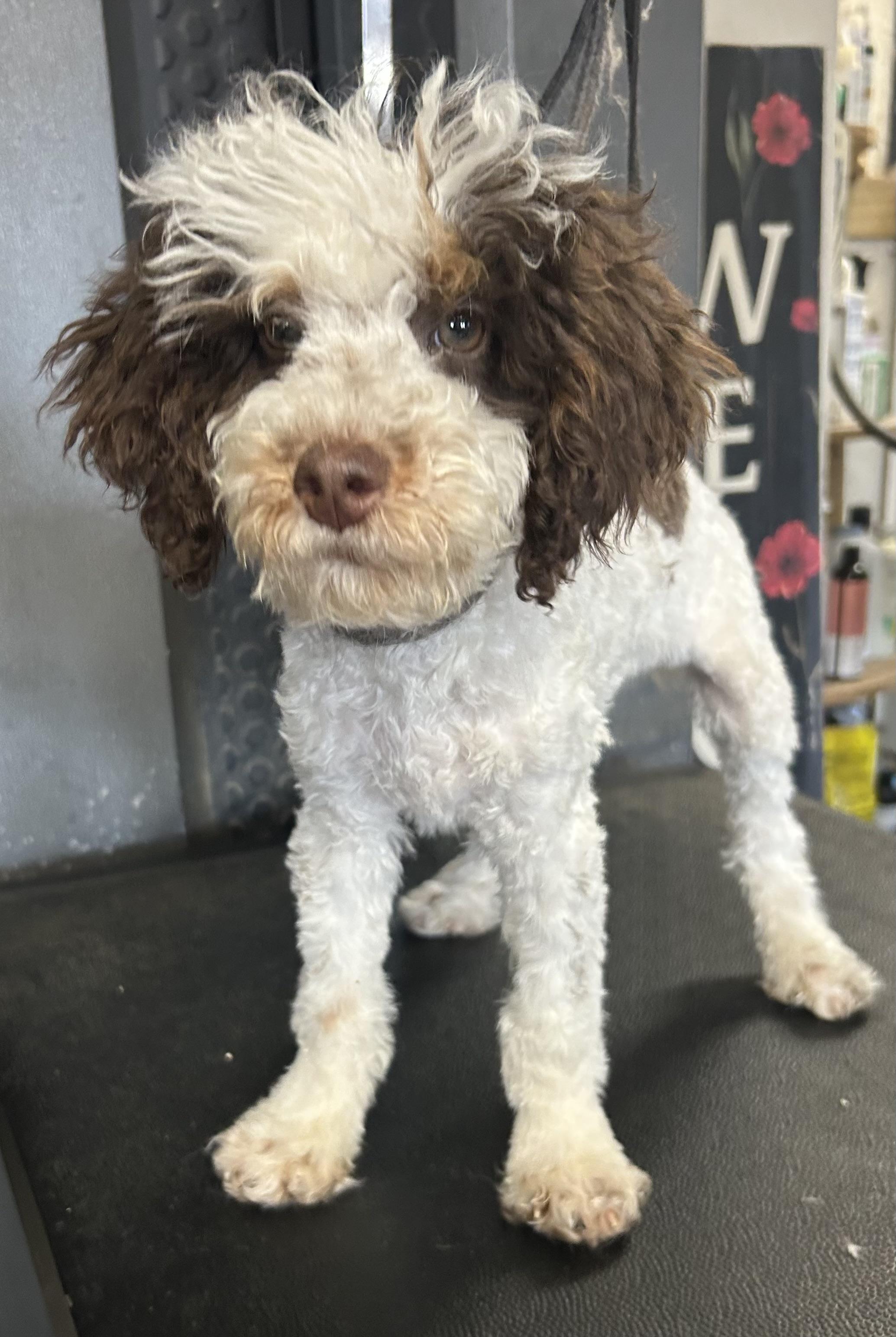 Enlarge Dubai , a ADOPTABLE Miniature Poodle in Vinemont, AL image 2/2
