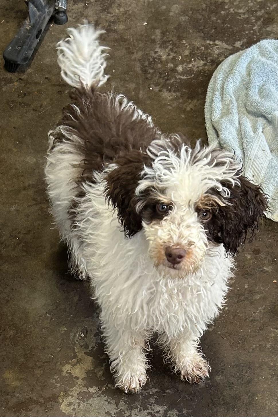 Enlarge Dubai , a ADOPTABLE Miniature Poodle in Vinemont, AL image 1/1