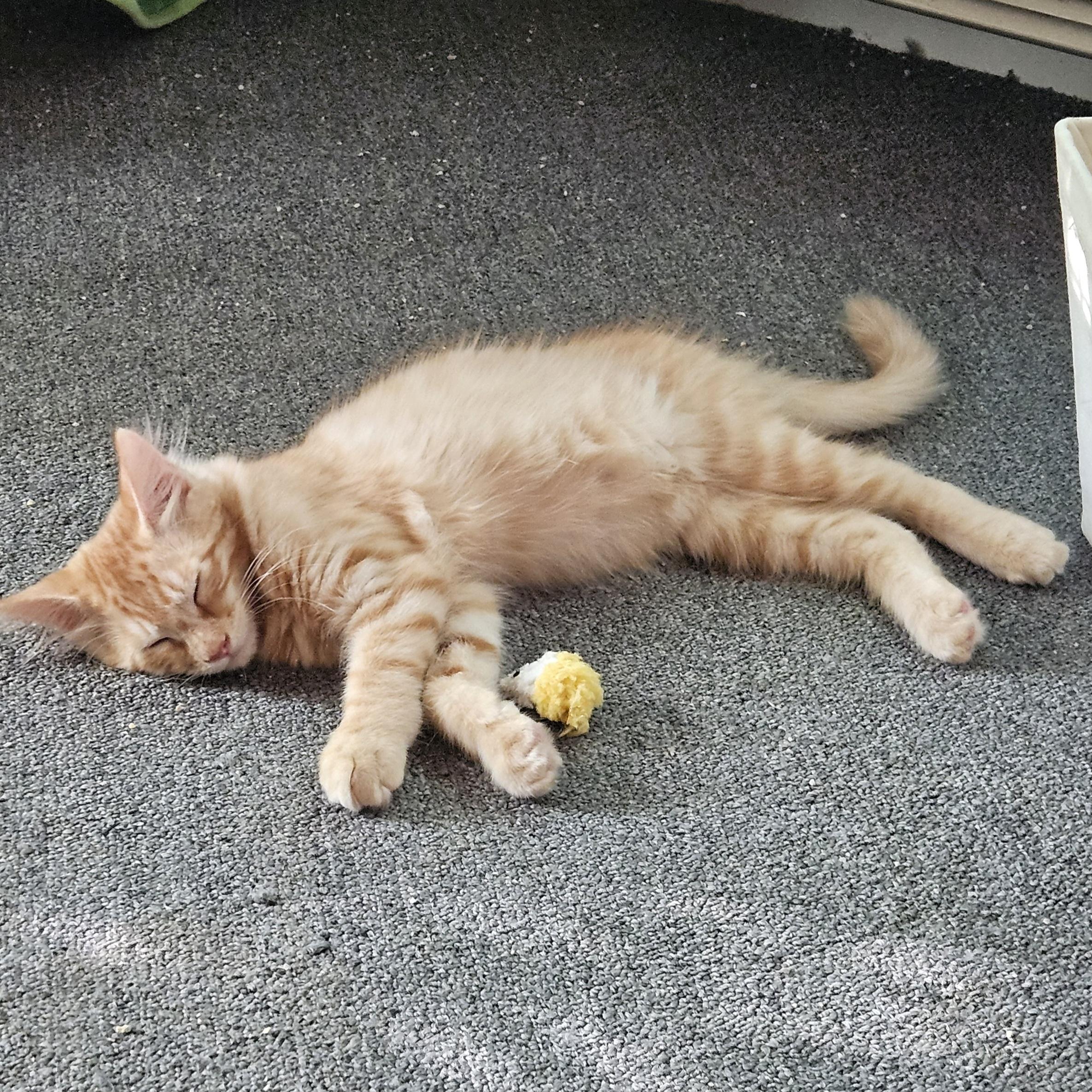 Mango ( SC)