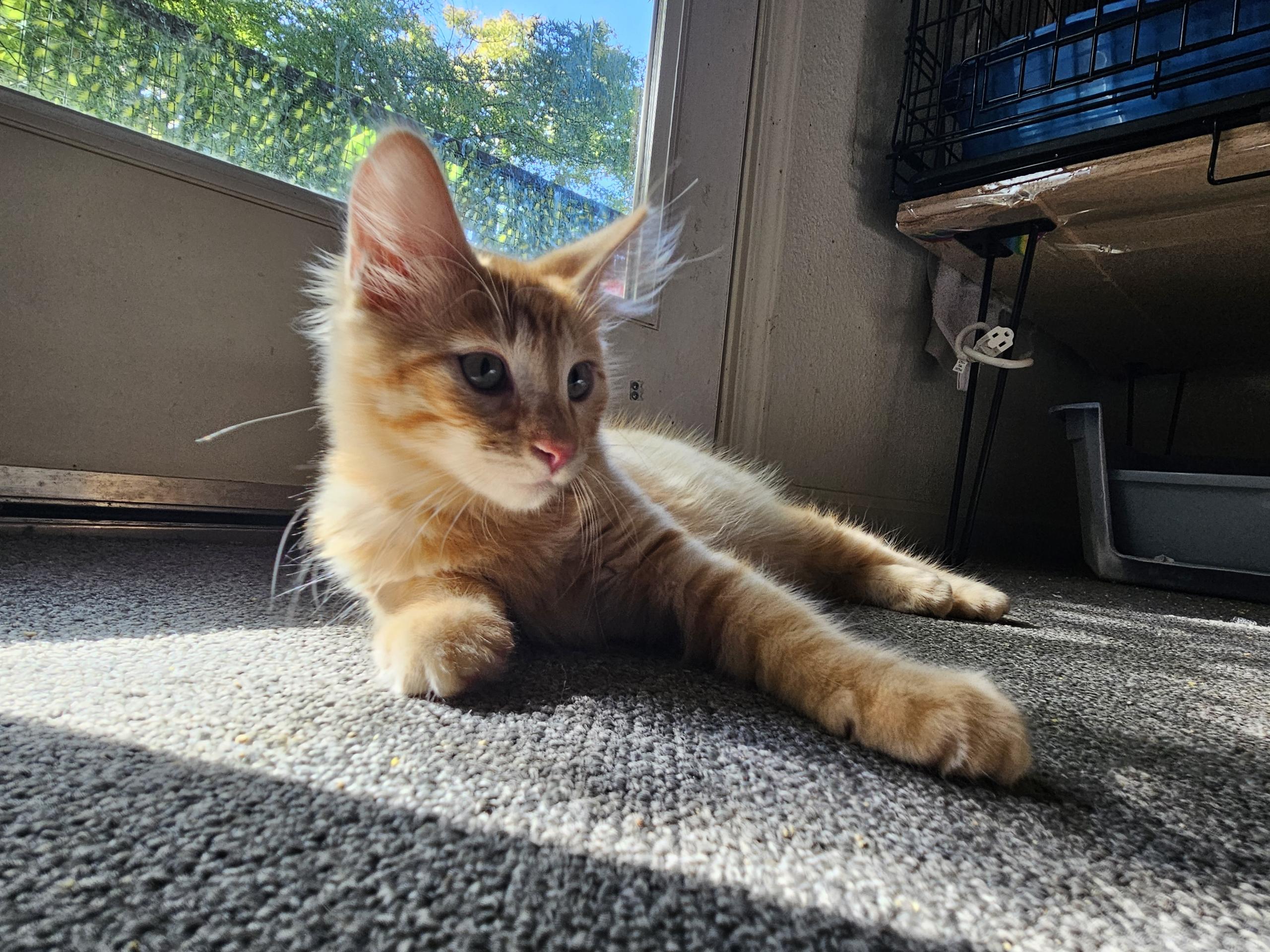 Mango ( SC)