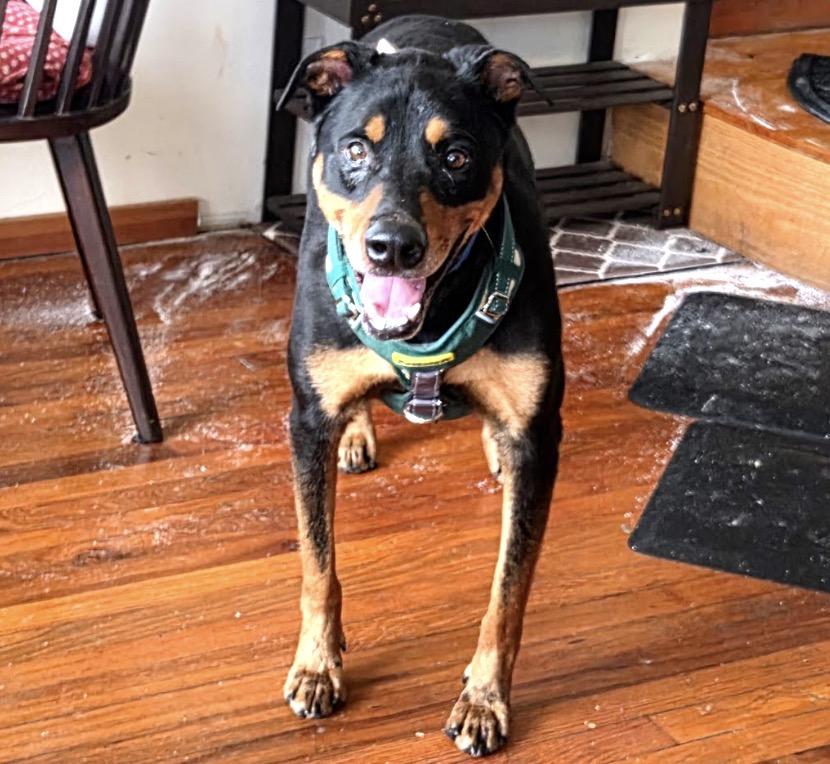 Enlarge FOSTER OR ADOPT ME - ROCKY good with small and large dogs, a ADOPTABLE mixed breed in encinitas, CA image 2/4