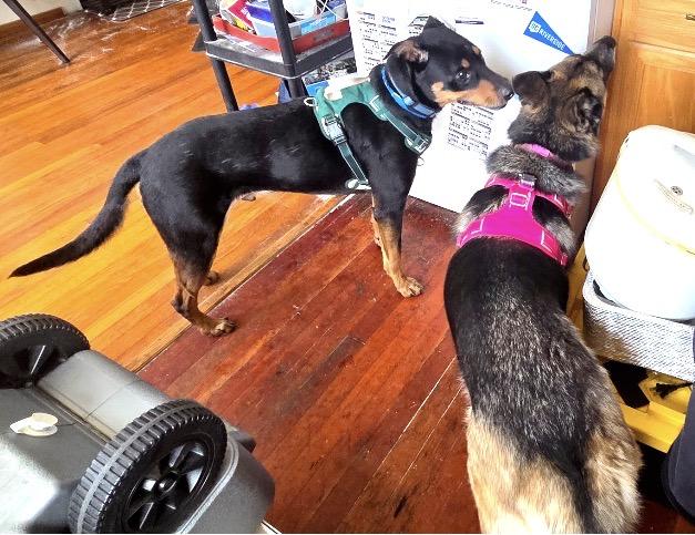 Enlarge FOSTER OR ADOPT ME - ROCKY good with small and large dogs, a ADOPTABLE mixed breed in encinitas, CA image 3/4