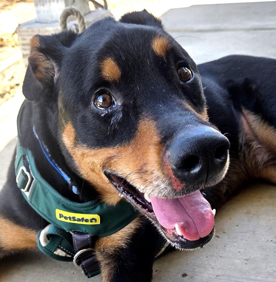 FOSTER OR ADOPT ME - ROCKY good with small and large dogs, ADOPTABLE, Young Male Doberman Pinscher & Black Labrador Retriever.