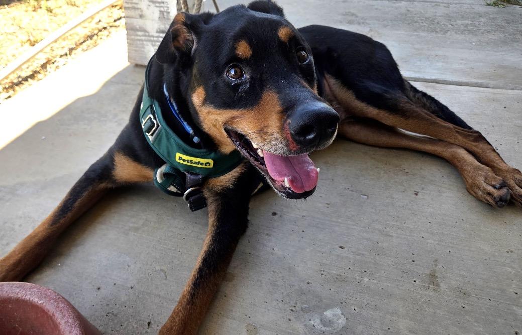 Enlarge FOSTER OR ADOPT ME - ROCKY good with small and large dogs, a ADOPTABLE mixed breed in encinitas, CA image 4/4