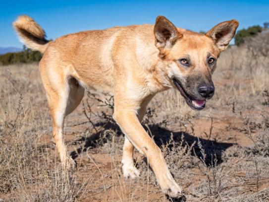 Enlarge DINAH, a Adoptable Mixed Breed in Santa Fe, NM image 1/1