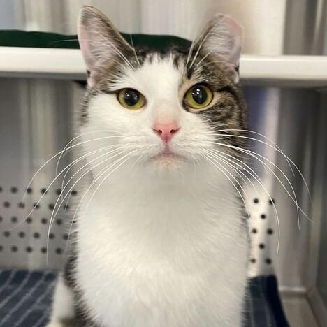 Star, ADOPTABLE, Adult Female Domestic Short Hair.