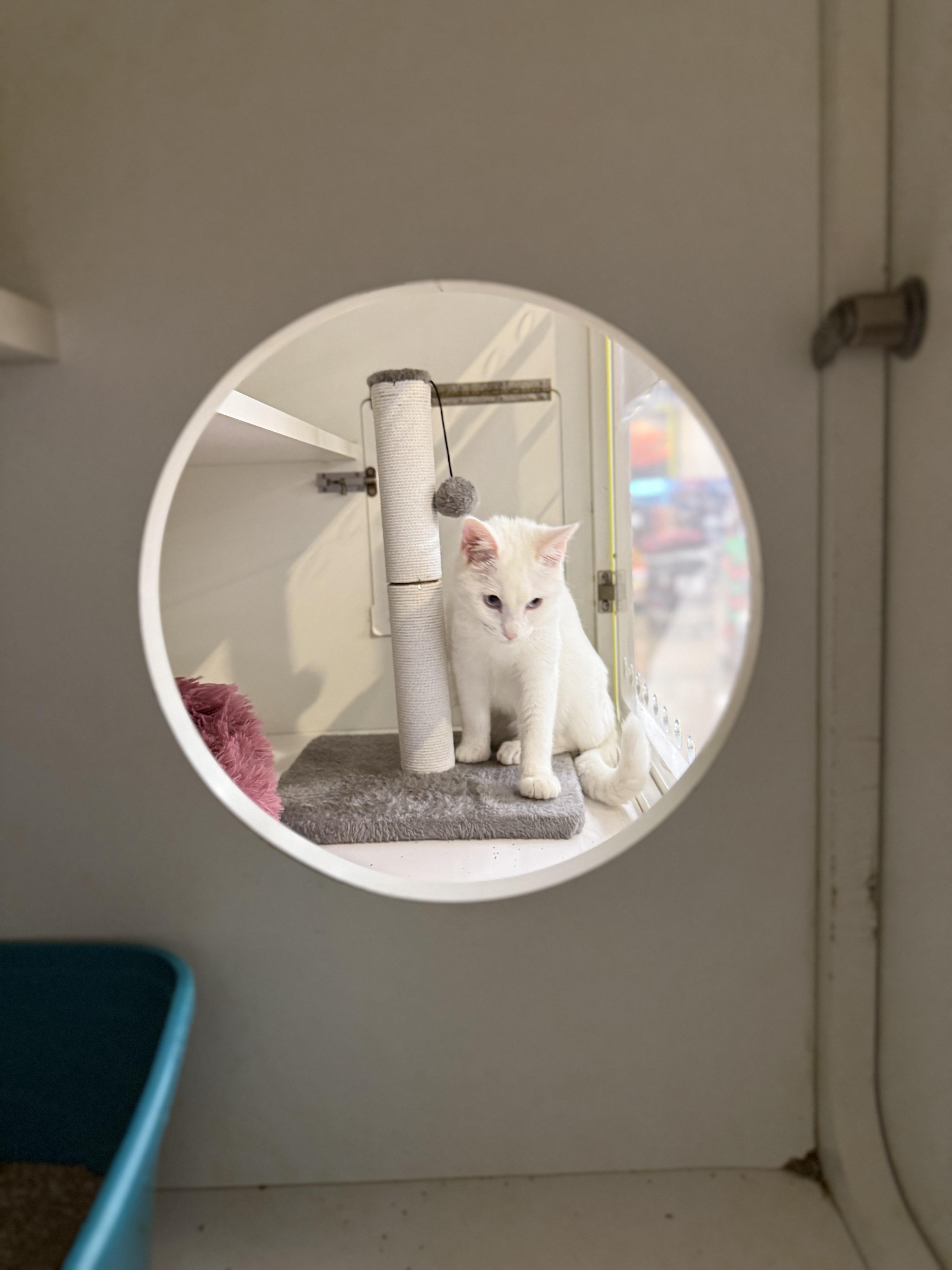 Dutchess, adoptable, Young Female American Shorthair.