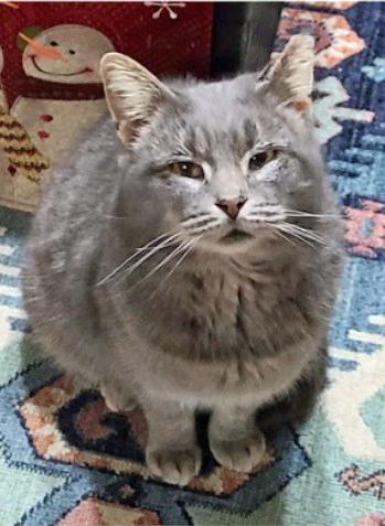 Buddy, adopted, Adult Male Domestic Short Hair.