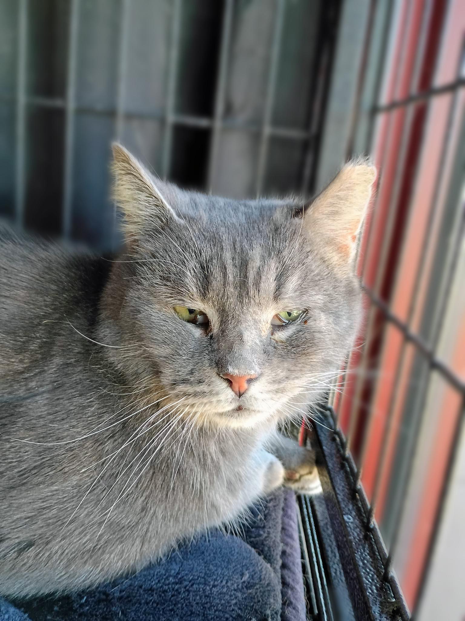 Enlarge Buddy, an adopted Domestic Short Hair in Morgantown, WV image 3/3