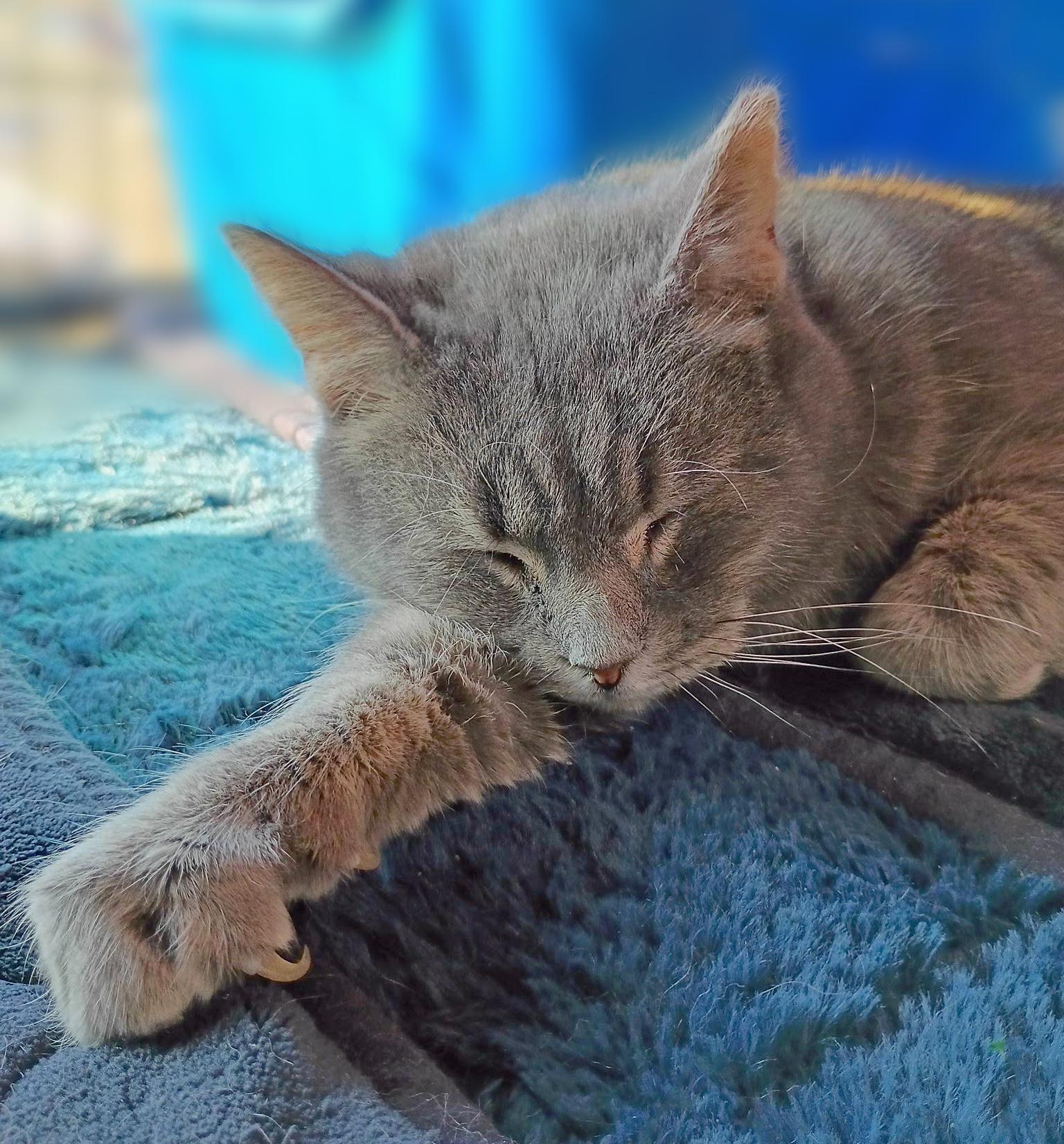 Enlarge Buddy, an adopted Domestic Short Hair in Morgantown, WV image 2/3