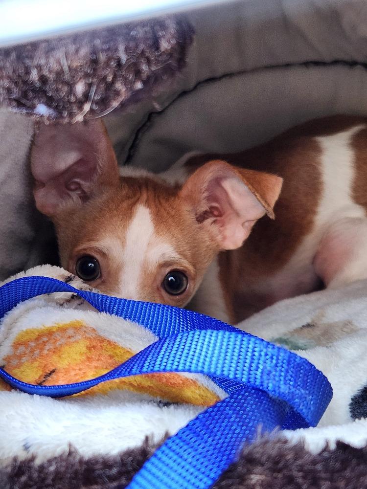 Jimmy Neutron (Fostered in Papillion), Adoptable, Puppy Male Chihuahua.