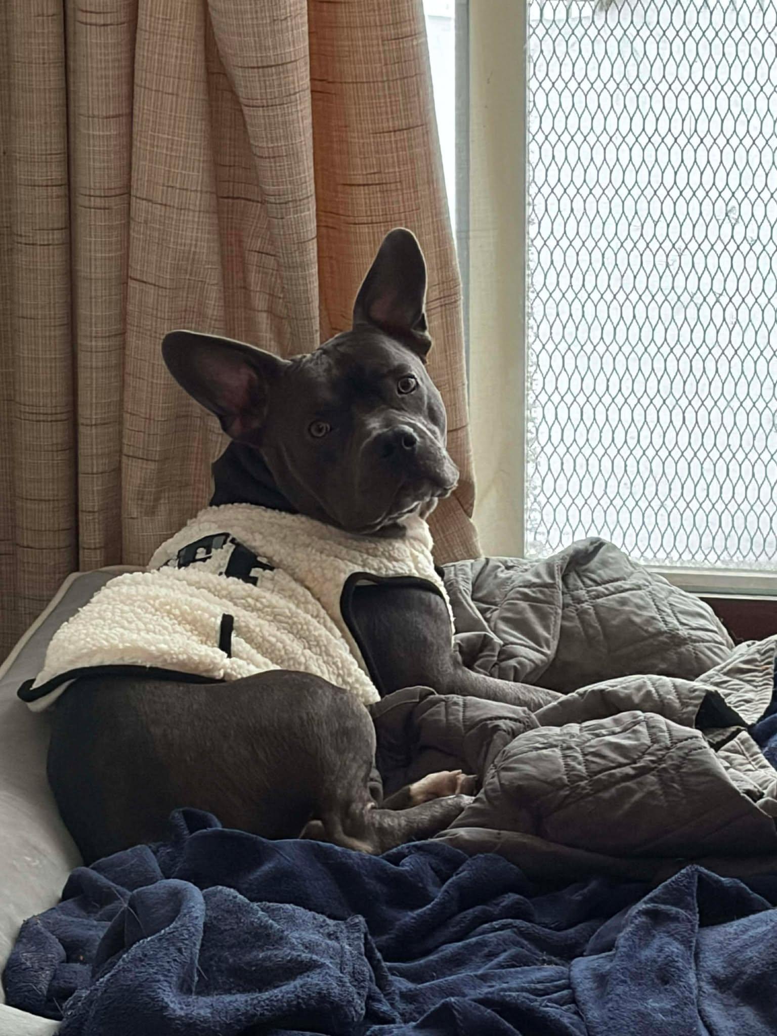 Enlarge Stella Rose, a Adoptable Mixed Breed in Kenosha, WI image 2/6