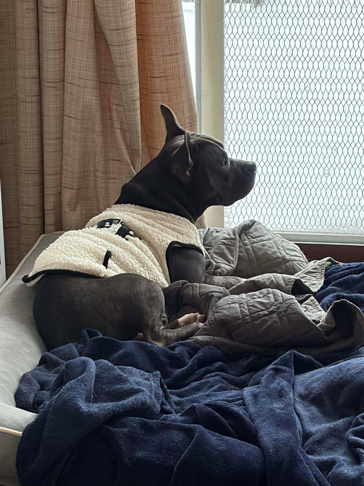 Enlarge Stella Rose, a Adoptable Mixed Breed in Kenosha, WI image 5/6