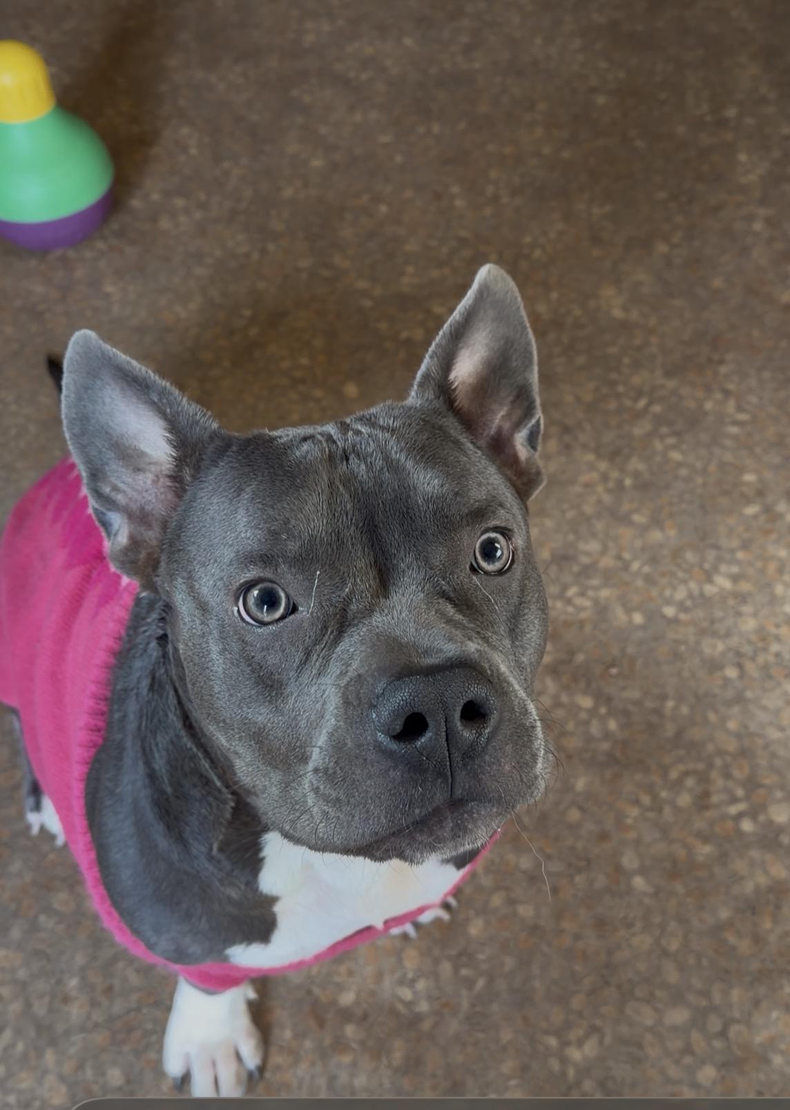 Stella Rose, Adoptable, Adult Female Mixed Breed.