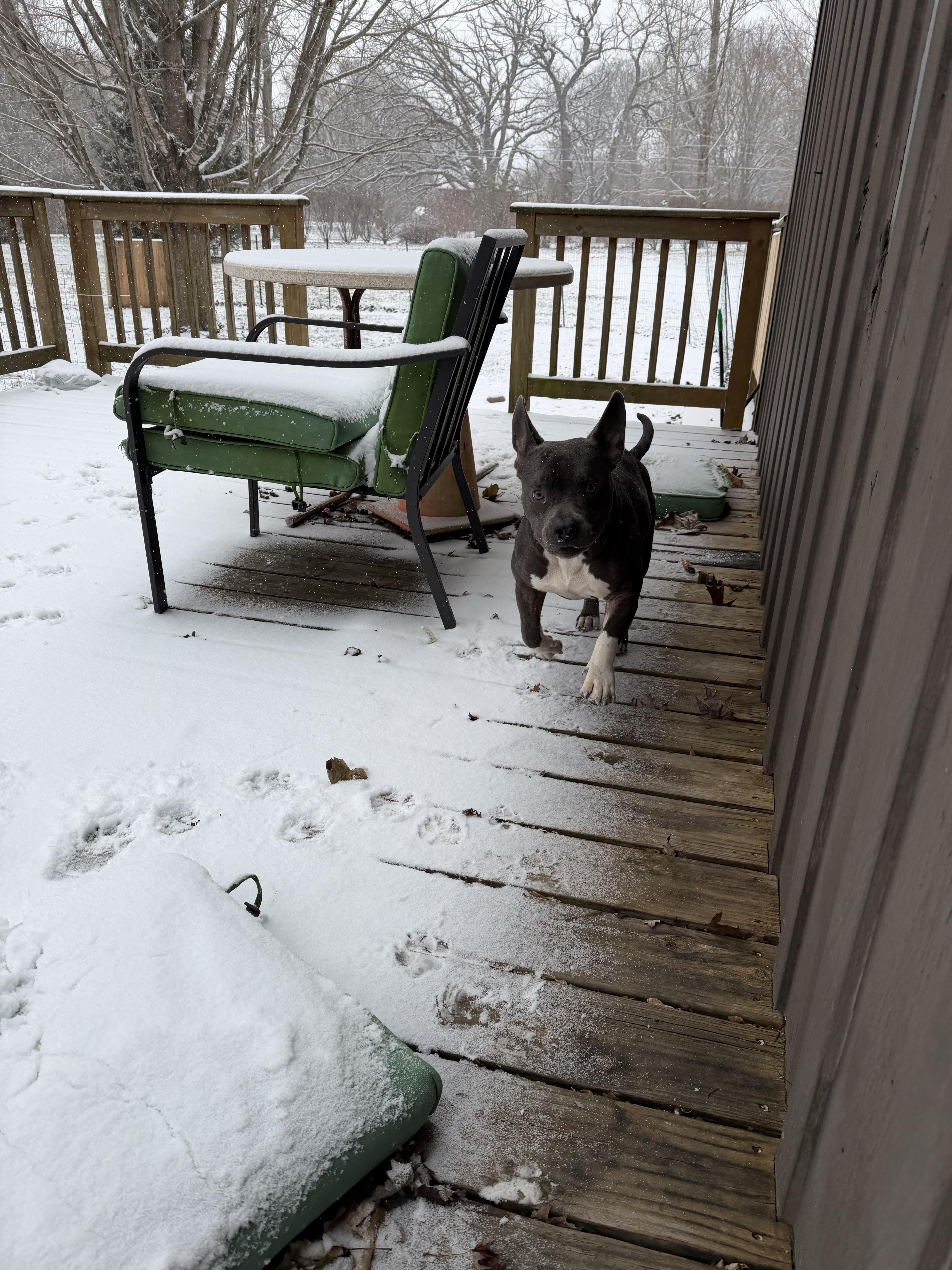 Enlarge Stella Rose, a Adoptable Mixed Breed in Kenosha, WI image 6/6