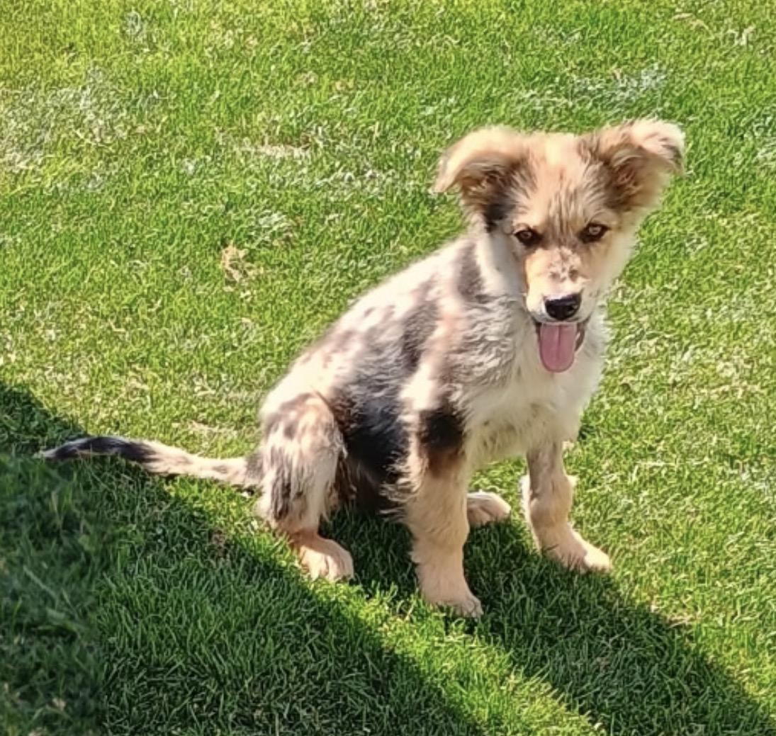 Enlarge Harrison, an adopted mixed breed in Amarillo, TX image 1/6