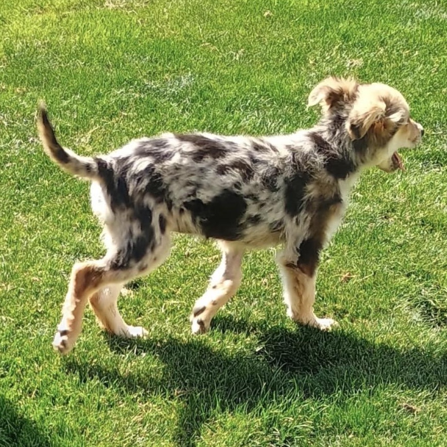 Enlarge Harrison, an adopted mixed breed in Amarillo, TX image 3/6