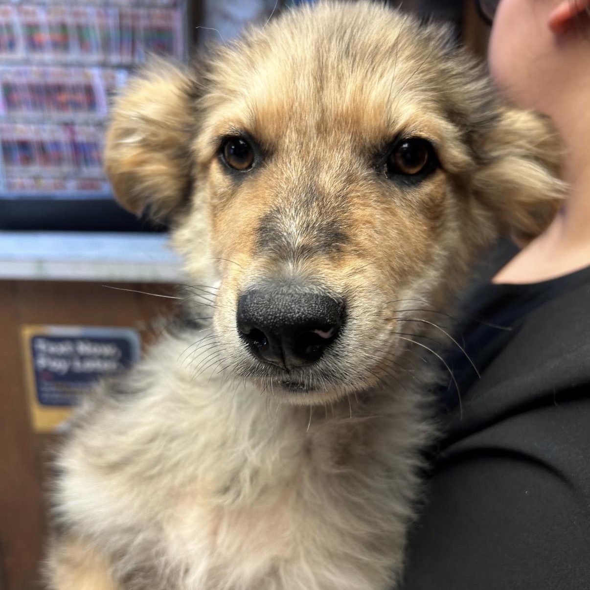 Enlarge Harrison, an adopted mixed breed in Amarillo, TX image 4/6