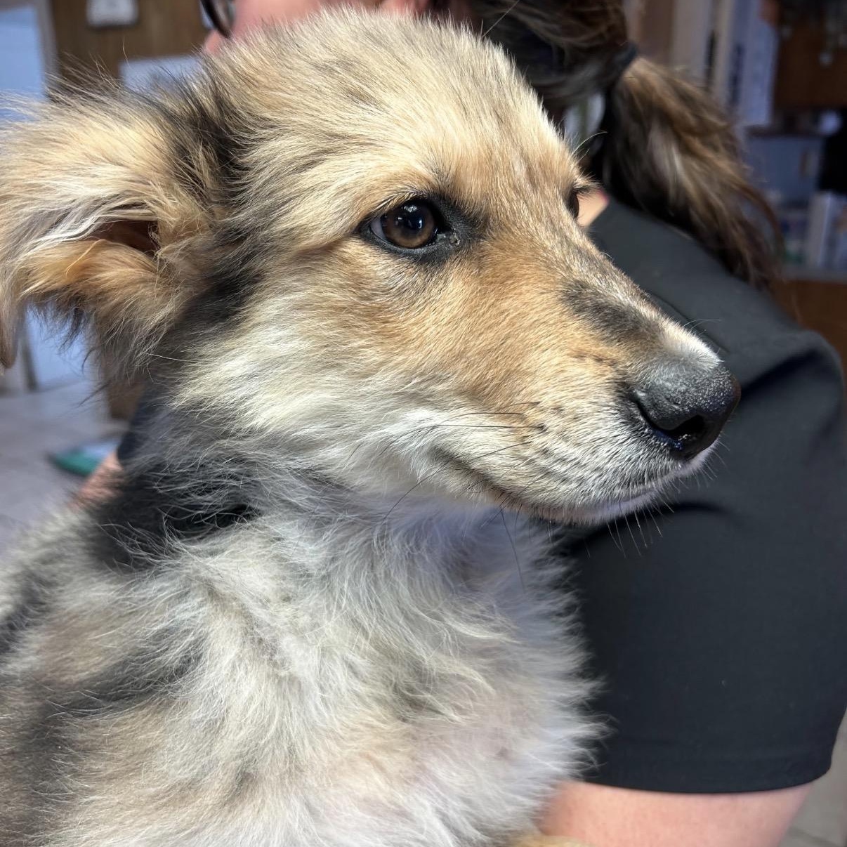Enlarge Harrison, an adopted mixed breed in Amarillo, TX image 5/6