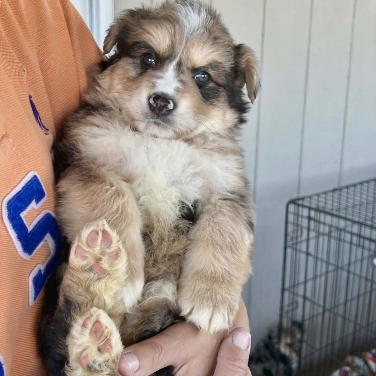 Enlarge Harrison, an adopted mixed breed in Amarillo, TX image 2/6
