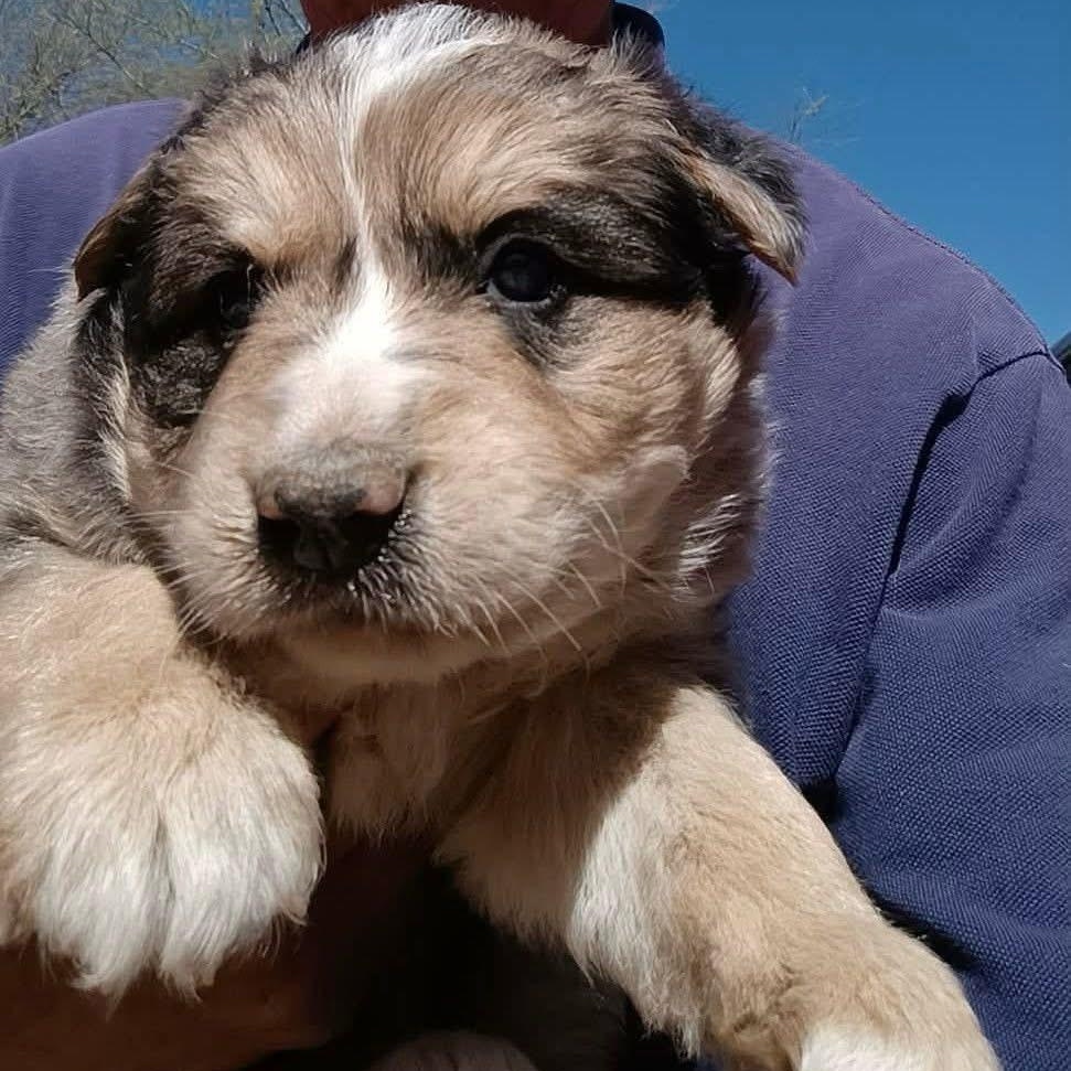 Enlarge Harrison, an adopted mixed breed in Amarillo, TX image 6/6
