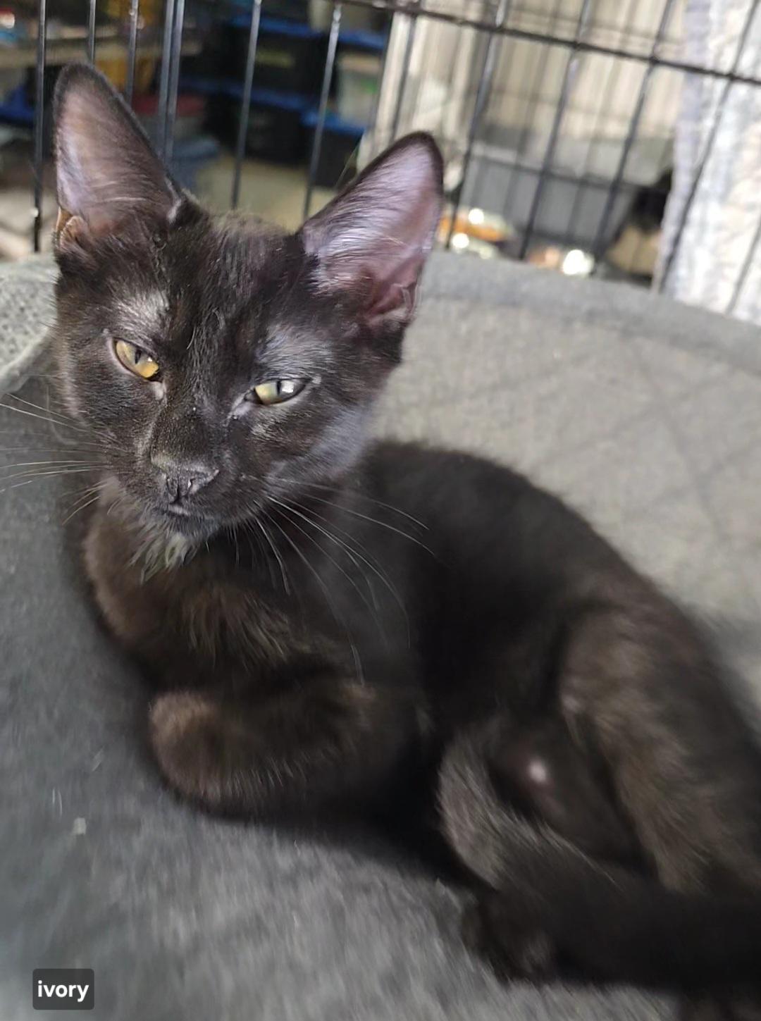Ivory, ADOPTABLE, Young Female Domestic Short Hair.