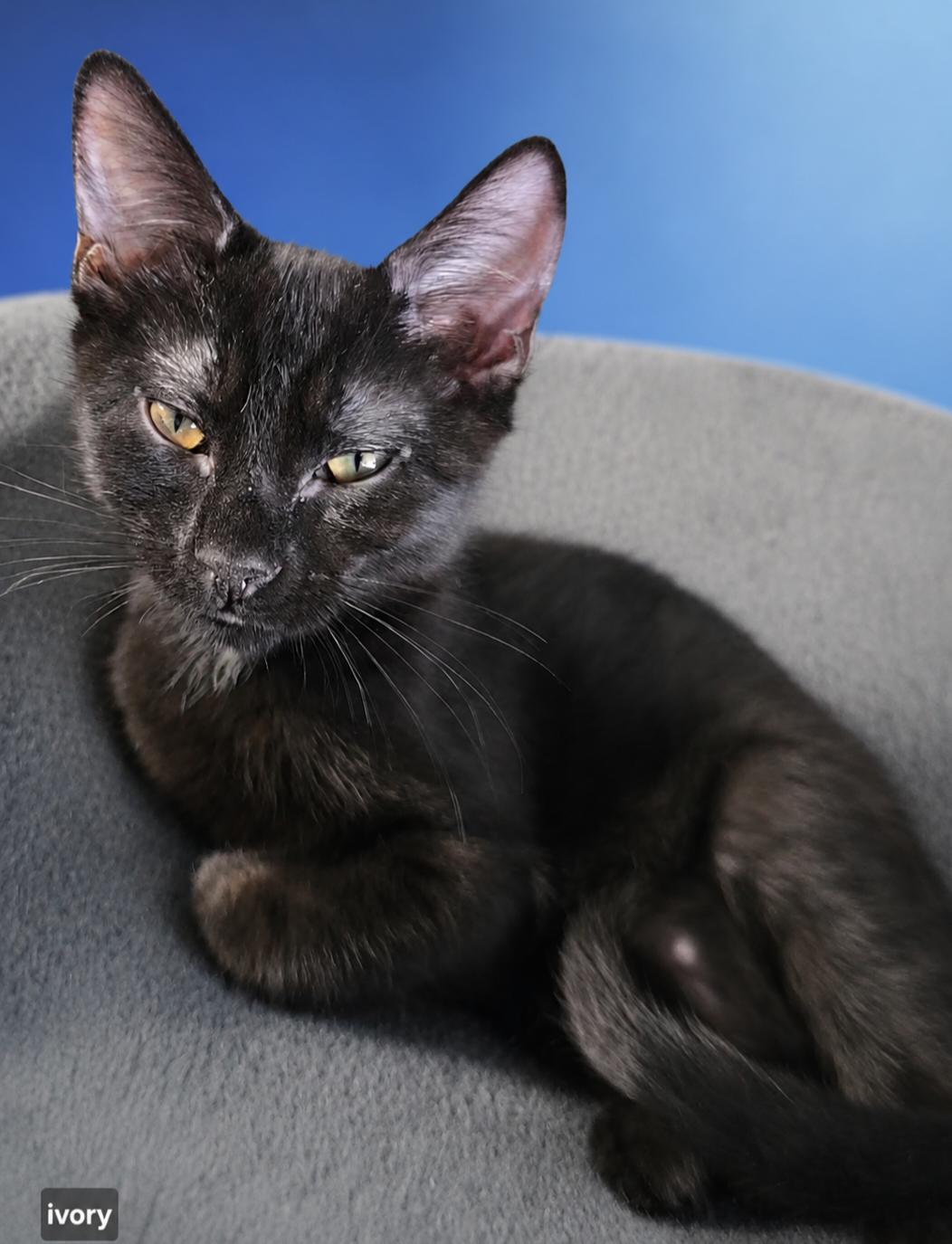 Ivory, ADOPTABLE, Young Female Domestic Short Hair.