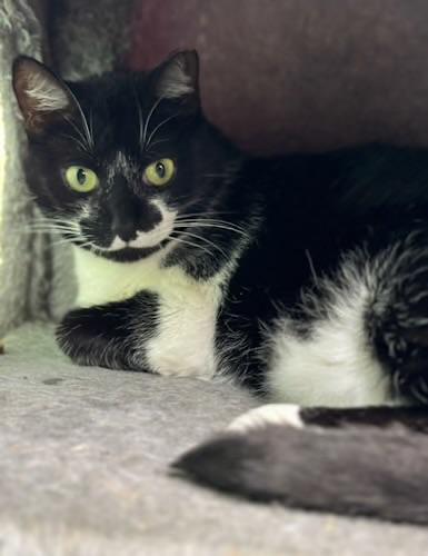 Prissy, Adoptable, Adult Female Domestic Medium Hair.