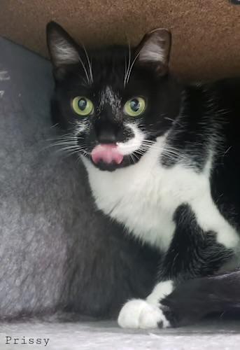 Prissy, a Adoptable Domestic Medium Hair in Lauderhill, FL image 3/3