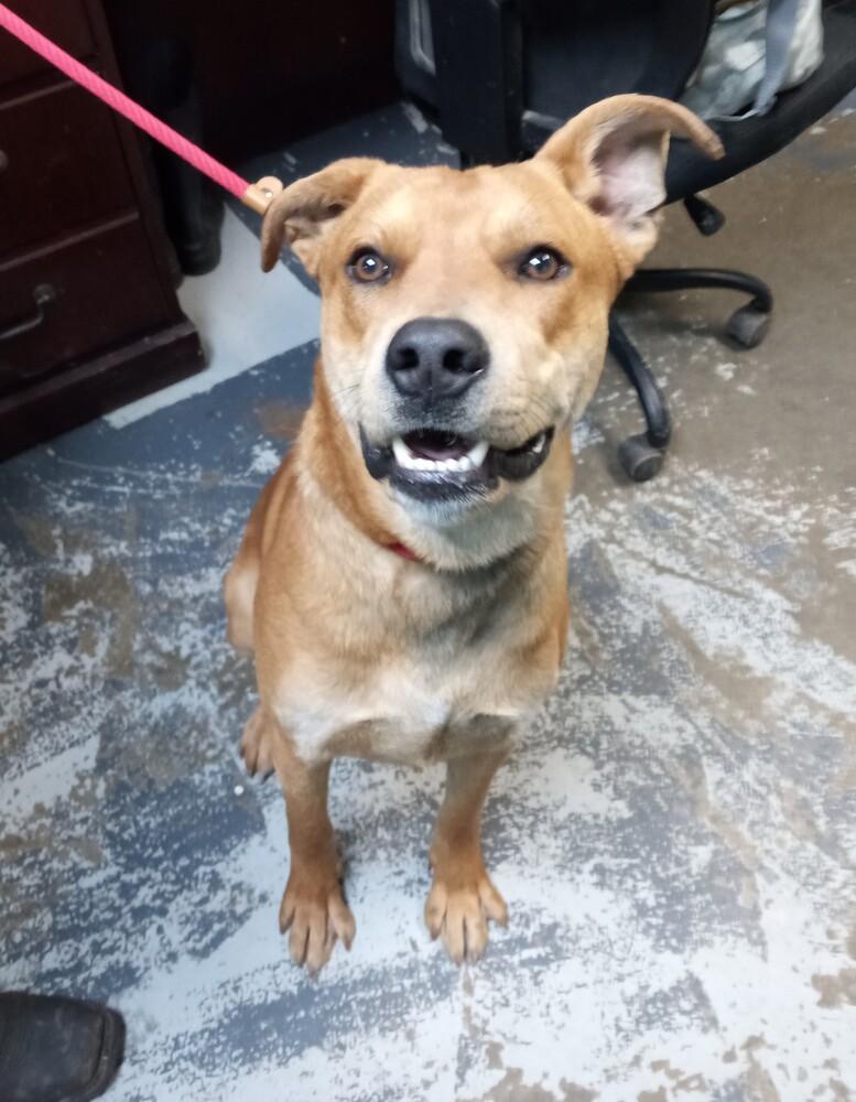 Grizzly #100, Adoptable, Adult Male Labrador Retriever & Shepherd.