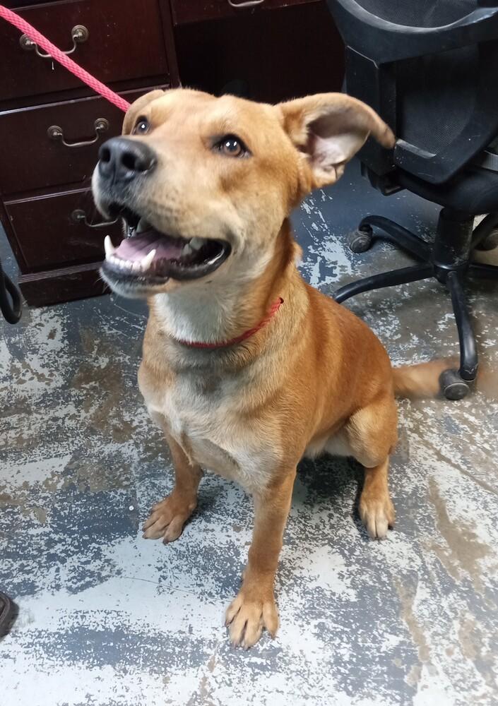 Enlarge Grizzly #100, a Adoptable mixed breed in New Lexington, OH image 2/2