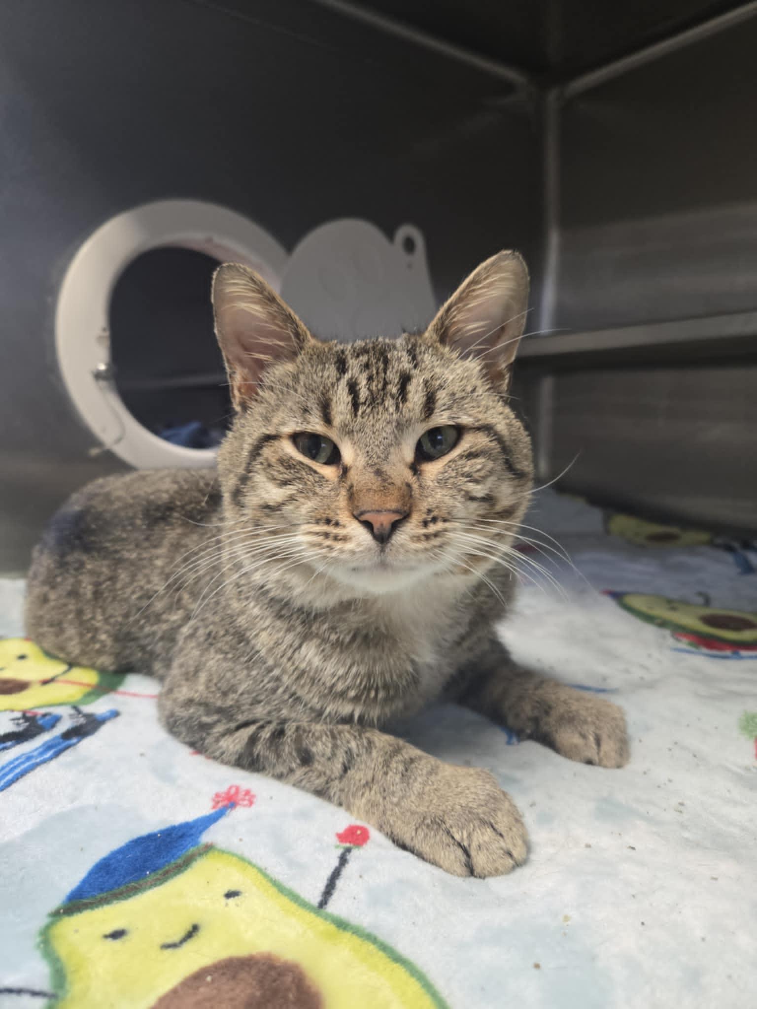 Cats for Adoption at Petco: Find Your Perfect Feline Friend Today