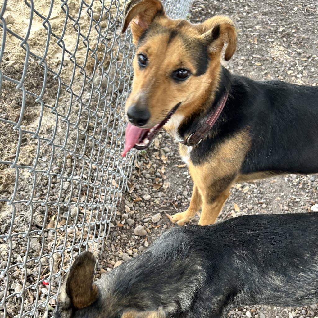Nova, a Adoptable German Shepherd Dog in Corpus Christi, TX image 1/6