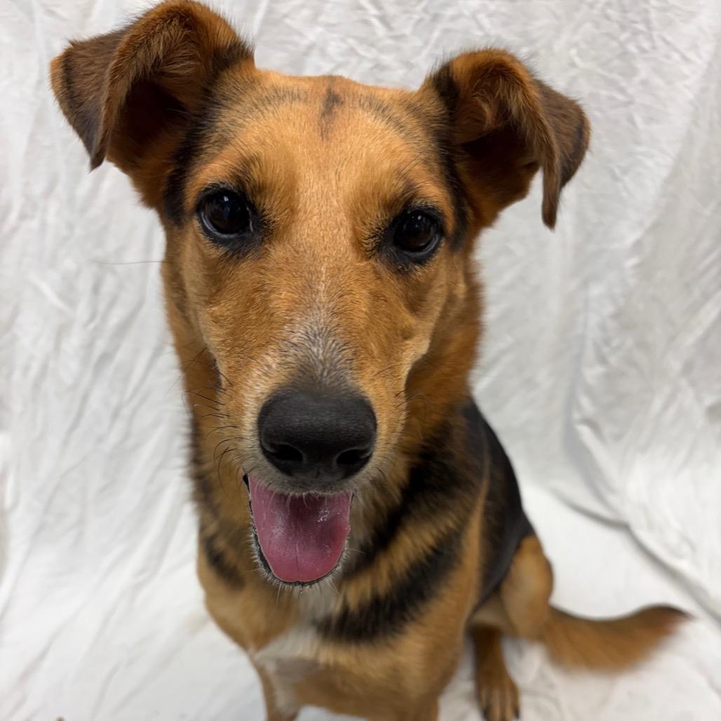 Nova, a Adoptable German Shepherd Dog in Corpus Christi, TX image 2/6