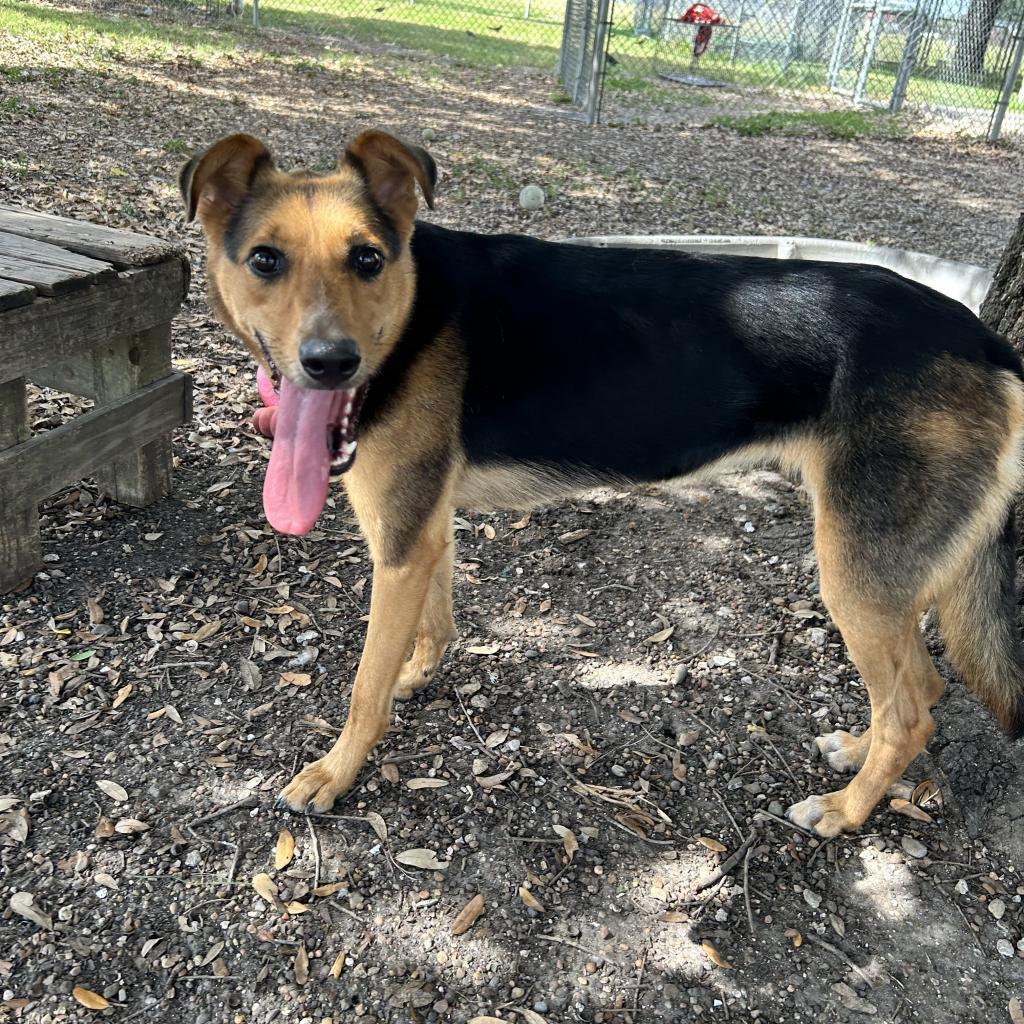 Nova, a Adoptable German Shepherd Dog in Corpus Christi, TX image 3/6