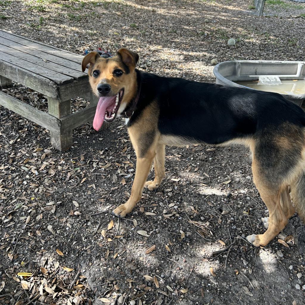 Nova, a Adoptable German Shepherd Dog in Corpus Christi, TX image 4/6