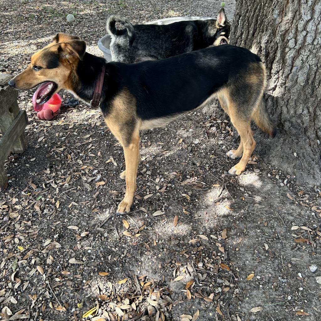 Nova, a Adoptable German Shepherd Dog in Corpus Christi, TX image 5/6