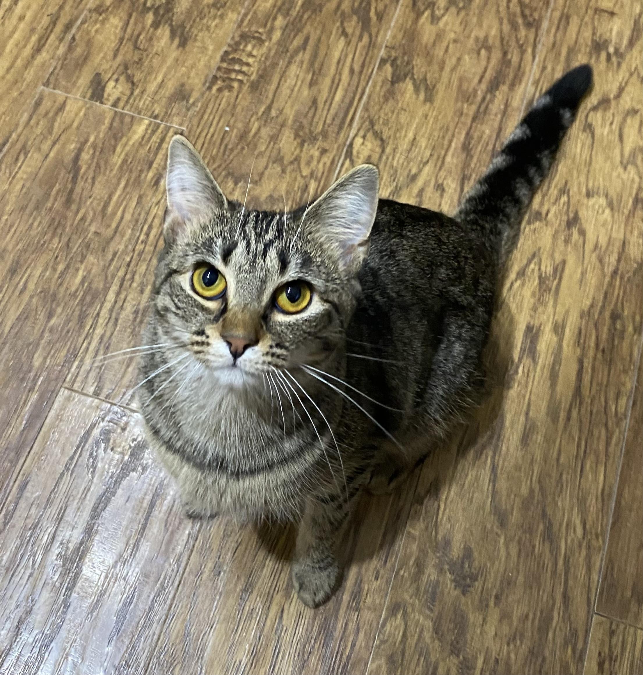 Willow, a ADOPTABLE Domestic Short Hair in Clyde, NC image 1/6