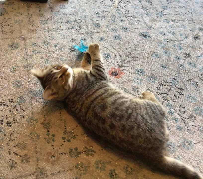 Willow, a ADOPTABLE Domestic Short Hair in Clyde, NC image 3/6