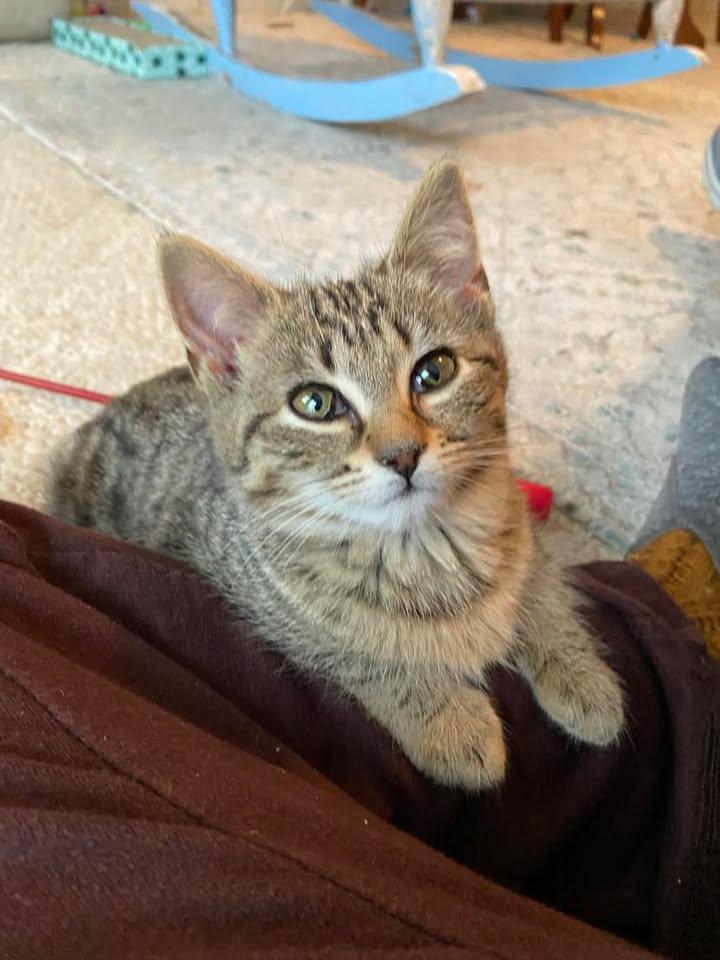 Willow, a ADOPTABLE Domestic Short Hair in Clyde, NC image 5/6