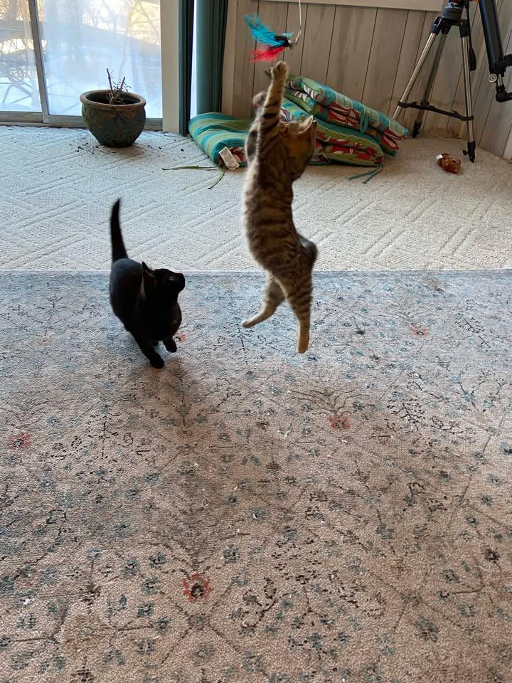 Willow, a ADOPTABLE Domestic Short Hair in Clyde, NC image 4/6