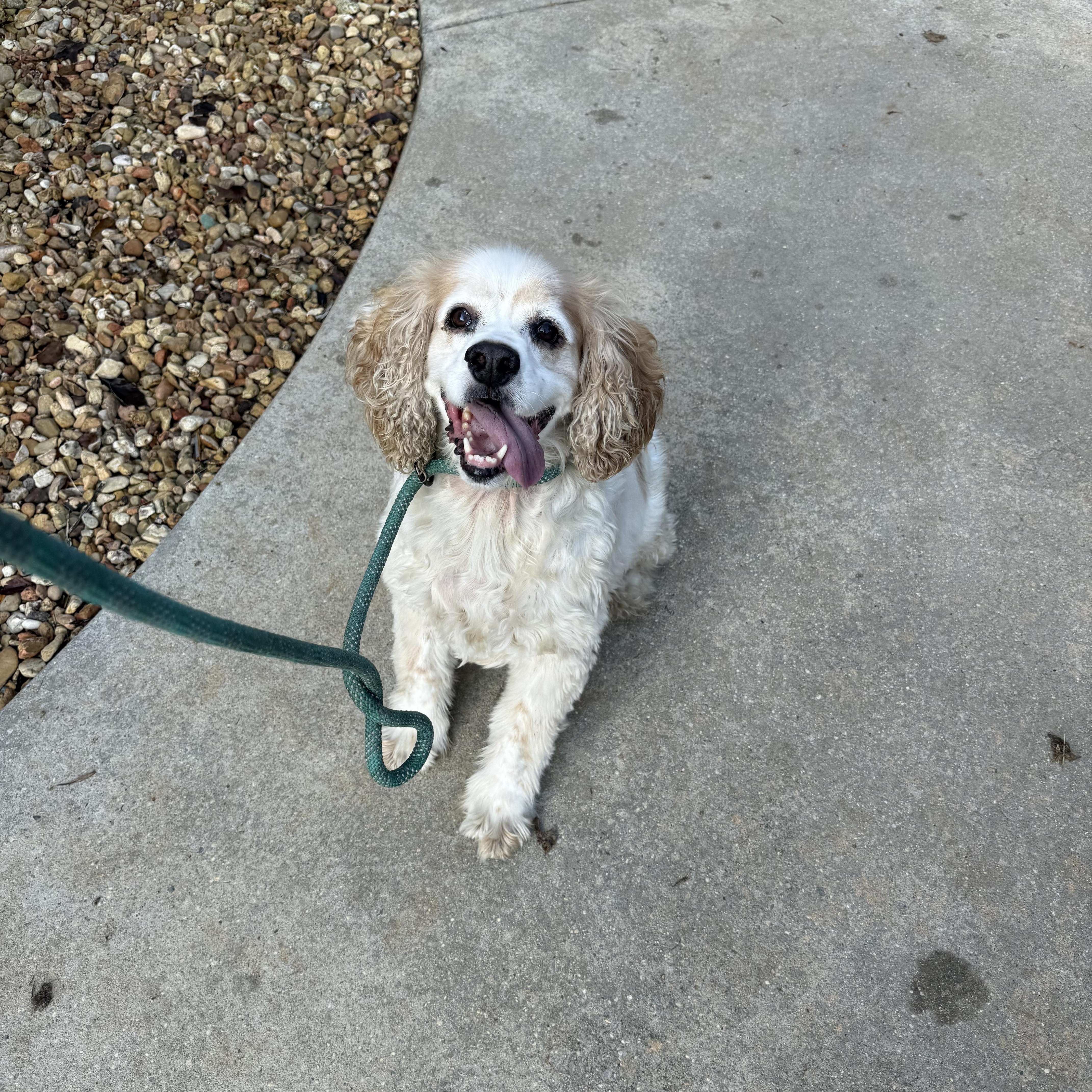 Enlarge Cleetus, a Adopted Cocker Spaniel in Hartselle, AL image 3/4