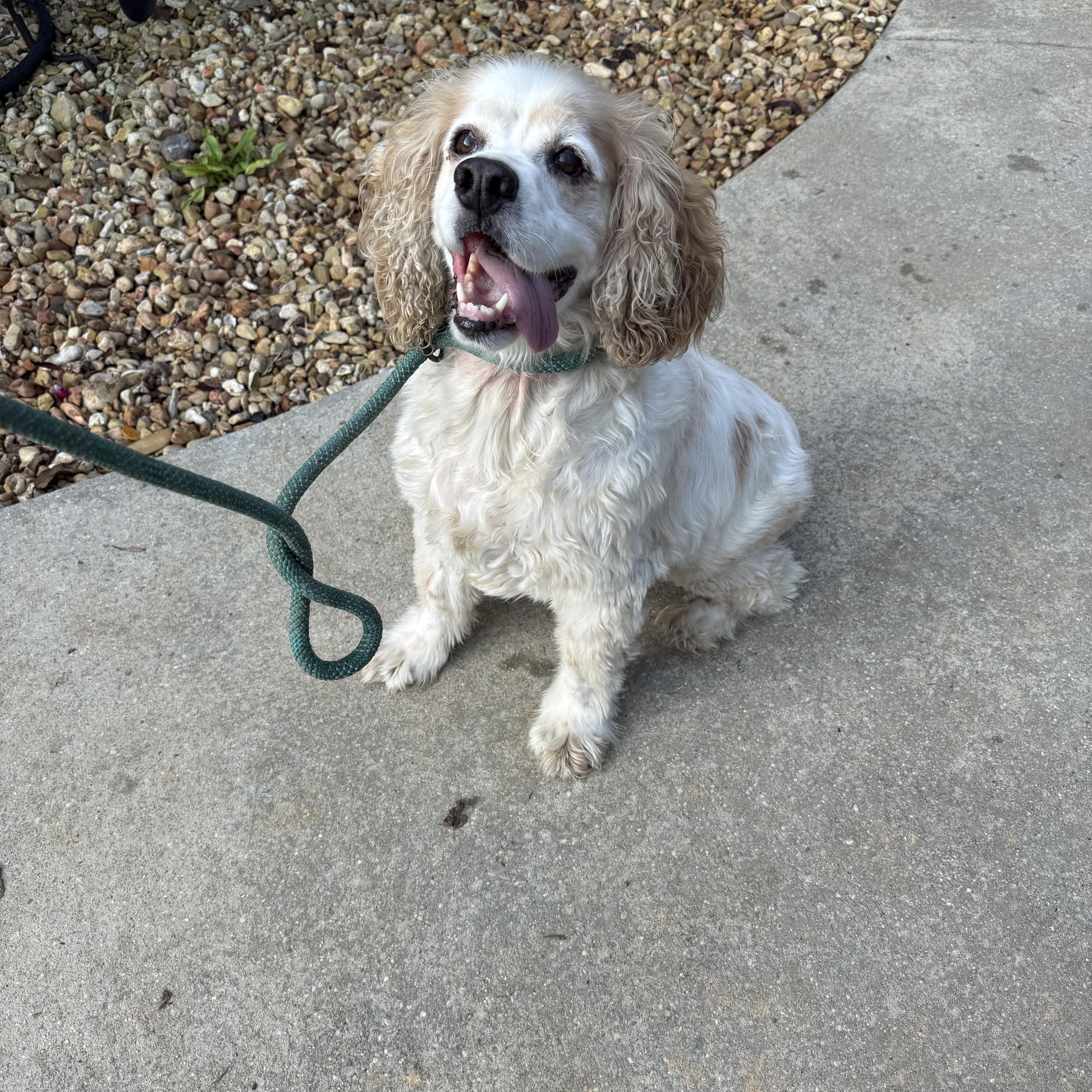 Enlarge Cleetus, a Adopted Cocker Spaniel in Hartselle, AL image 1/4