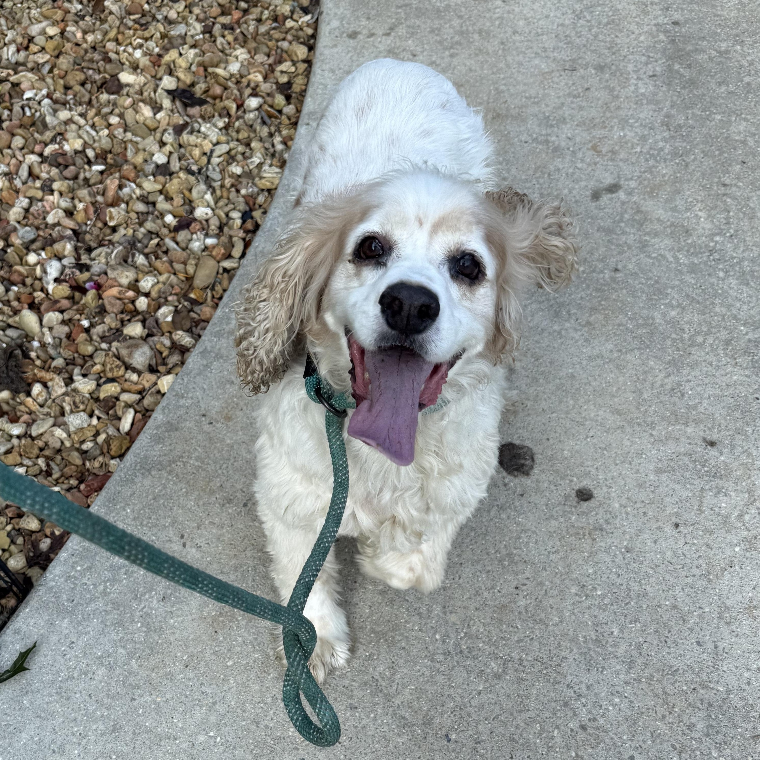 Enlarge Cleetus, a Adopted Cocker Spaniel in Hartselle, AL image 2/4