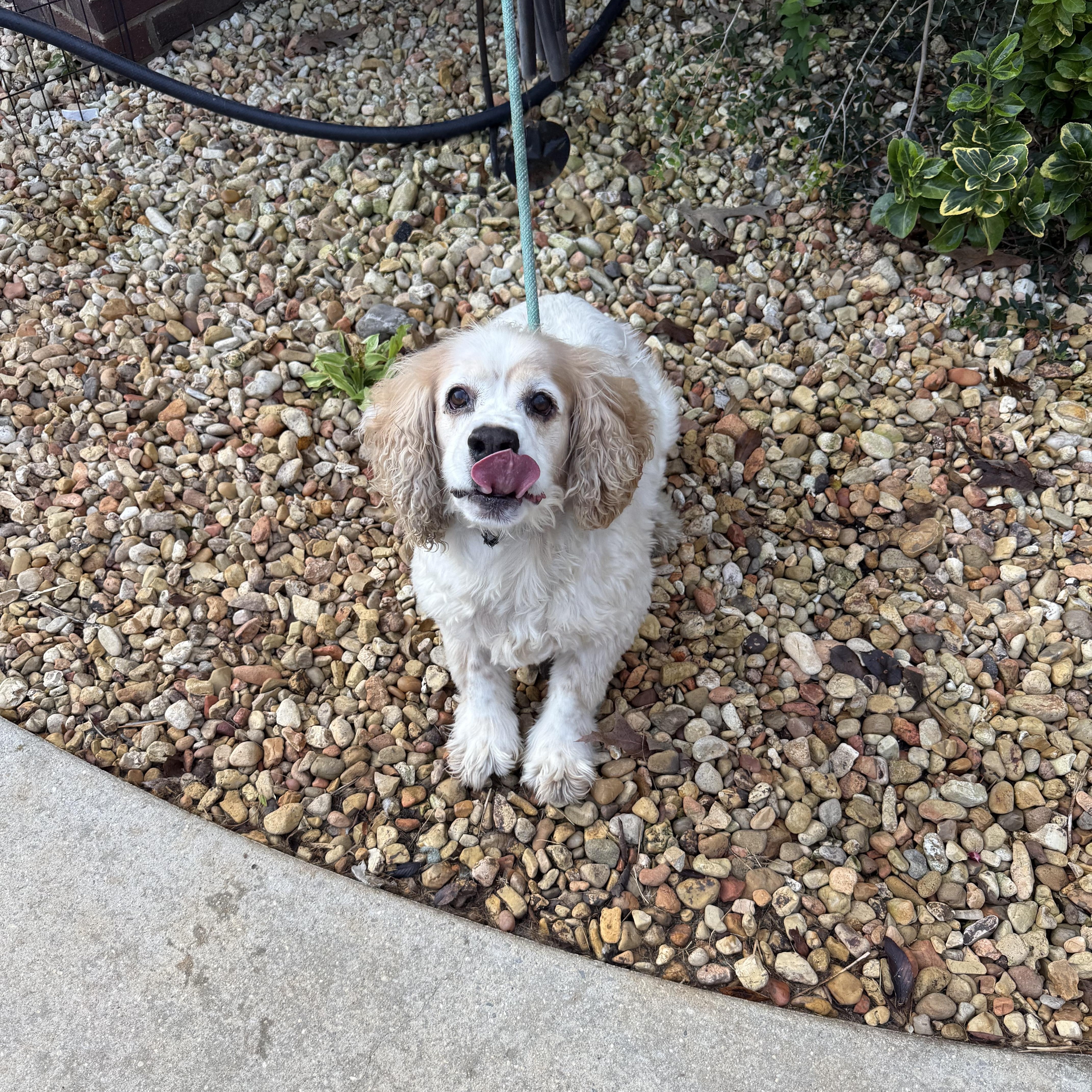 Enlarge Cleetus, a Adopted Cocker Spaniel in Hartselle, AL image 4/4