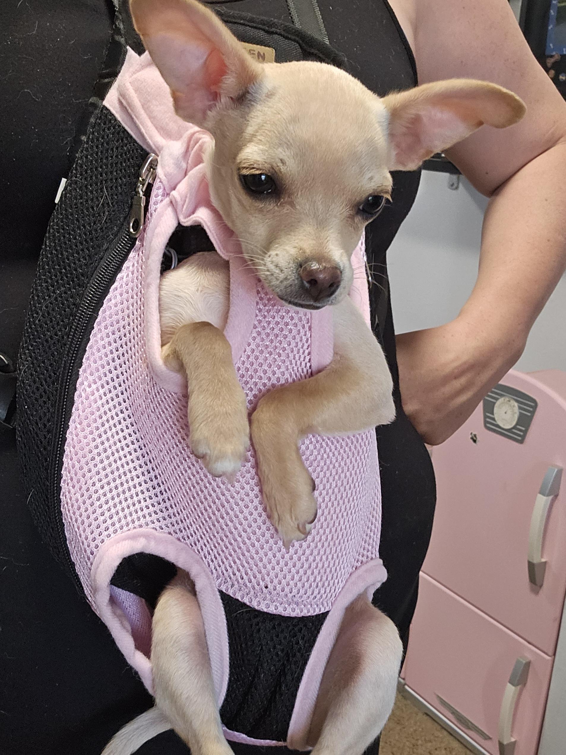 Woodstock (aka Woody), a Adopted Chihuahua in Chubbuck, ID image 6/6