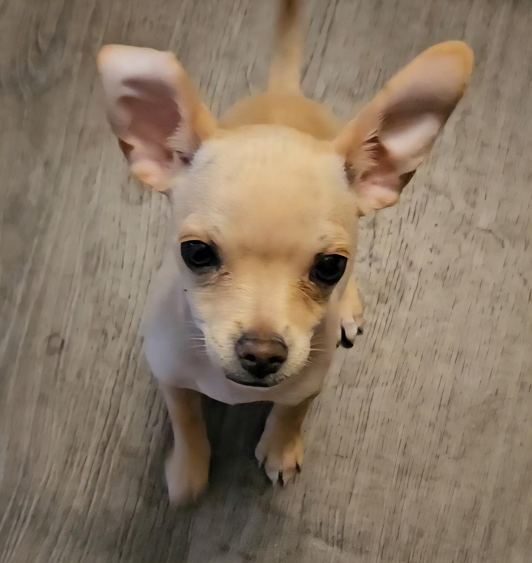 Woodstock (aka Woody), a Adopted Chihuahua in Chubbuck, ID image 5/6