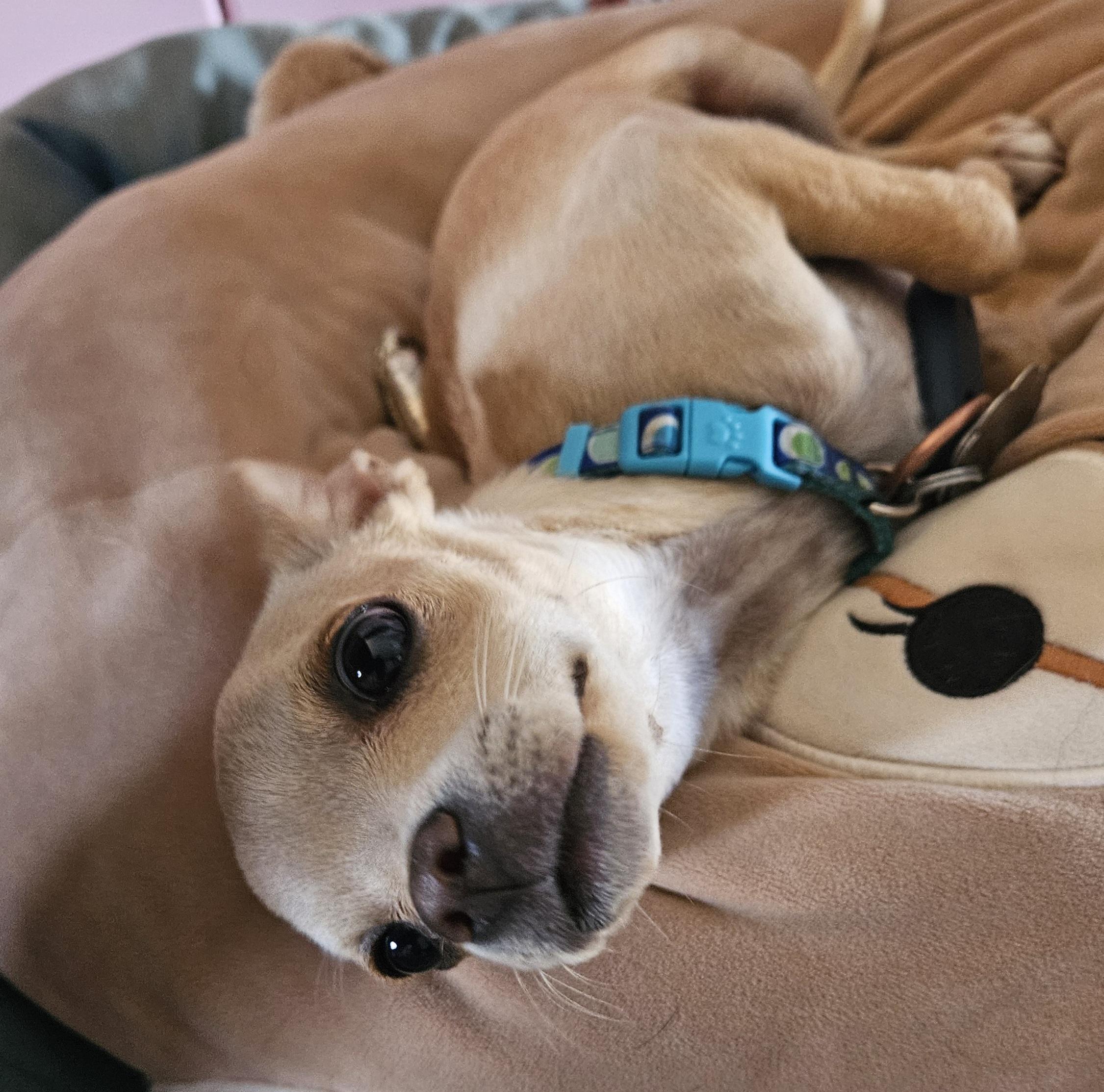 Woodstock (aka Woody), a Adopted Chihuahua in Chubbuck, ID image 1/6