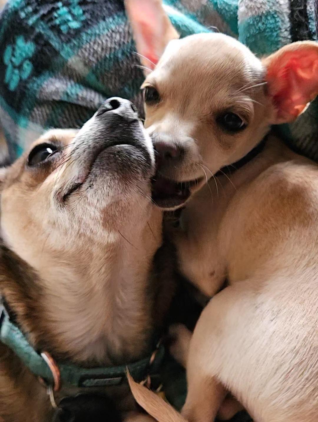 Woodstock (aka Woody), a Adopted Chihuahua in Chubbuck, ID image 4/6