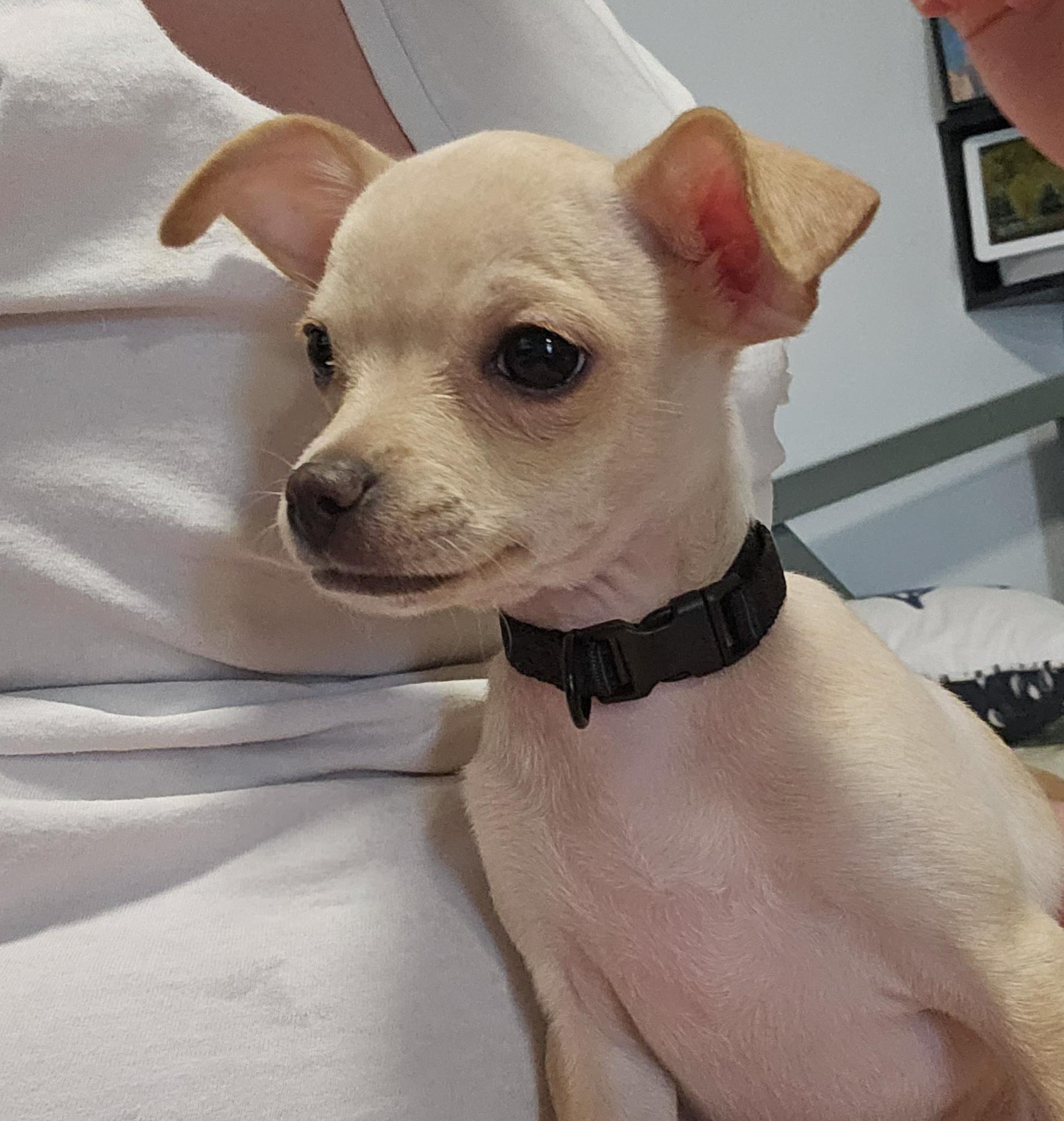 Woodstock (aka Woody), a Adopted Chihuahua in Chubbuck, ID image 3/6